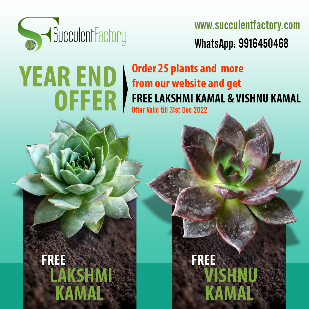 buy 1 get 1 offer – succulent factory
